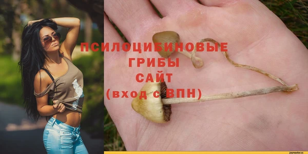 шишки Медвежьегорск